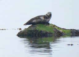 Learning by Exploring