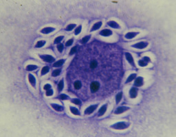 Women in Science profiles: Bianca Zingales