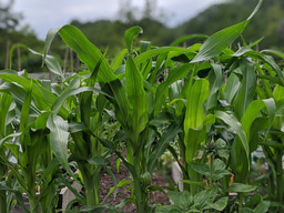 Genomic windows into ancient agriculture of the Americas