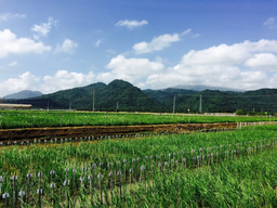 The dispersal of rice and rethinking the Austronesian expansion