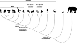 The House That Alu Built