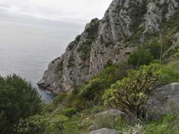 Situation analysis idea: endangered sea cliff plant  