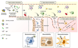 Molybdenum derived from nanomaterials incorporates into molybdenum enzymes and affects their activities in vivo