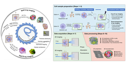 Synchrotron radiation X-ray microscopy techniques: eyes to see the nanomaterials and subcellular architectures in intact single cells