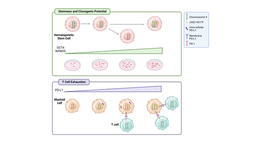 Chromosome 9p trisomy increases stem cells clonogenic potential and fosters T-cell exhaustion in JAK2-mutant myeloproliferative neoplasms