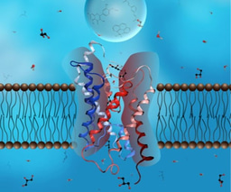 Women in Science profiles: Graça Soveral 