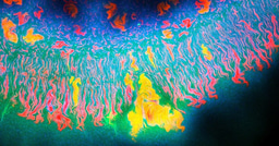 Pattern diversification during microbial spatial self-organization