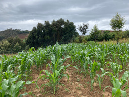 Adoption of better agronomic practices can double African maize yields and help avoid land conversion and food imports