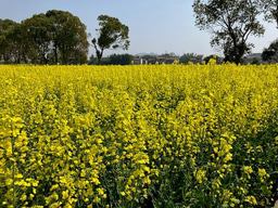 Moving beyond colorful maps: robust process-based crop modeling is needed for estimation of global food production potential