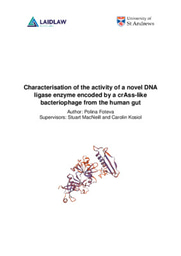 Characterisation of the activity of a novel DNA ligase enzyme encoded by a crAss-like bacteriophage from the human gut