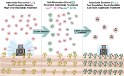 Reversing insecticide resistance with a zero GMO endpoint