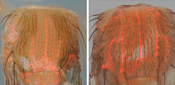 Efficient interhomolog gene conversion in both somatic and germline cells of Drosophila.