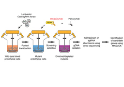 Three-dimensional CRISPR screening reveals epigenetic interaction with anti-angiogenic therapy 