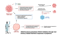 GNAS knockout potentiates HDAC3 inhibition through viral mimicry-related interferon responses in lymphoma