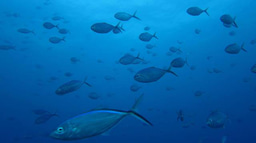 From Conservation to Coaching