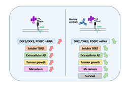 Aβ-PrPC-CAV1 signalling from neurodegeneration to cancer