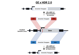 Find-and-replace CRISPR Genome Editing HDR2.0: A promising therapeutic Strategy