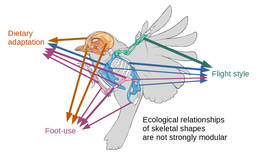 Patterns of skeletal integration in birds