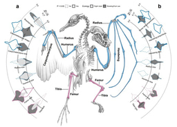 Evolutionary integration of fore- and hindlimb proportions within the bat wing membrane inhibits ecological adaptation compared to birds