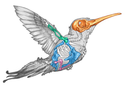 Small body size is associated with increased evolutionary lability of wing skeleton proportions in birds