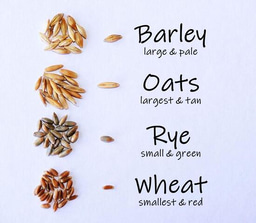 Leaf Growth Dynamics in Cool-Season Cereals under Varied NPK Treatments