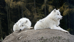 Selection for ghost DNA in wolves and dogs