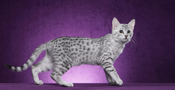 How the Serval gets its spots