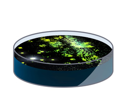 A rising (BL21) star in protein production discovered by engineered evolution