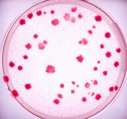 Monod’s missing molecule