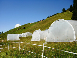 Soil microbes show ecological memory of drought