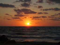 DeMyStifying the role of DMS during predator-prey interactions