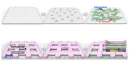 Wafer-scale single-domain 2D materials enabled by geometric confinement