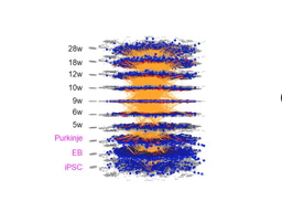How we can simulate temporal changes of molecular networks based on the cause-result relationship?