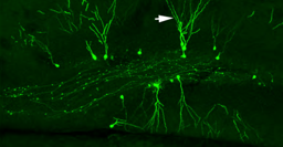 ApoE and Injury-induced Neurogenesis