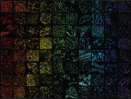 Ascending high-plex mountains with IBEX: An open and versatile method for multiplexed antibody-based imaging