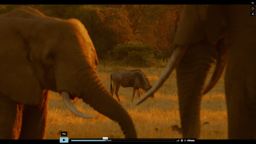 The Elephants of Selenkay