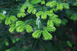 The relict fir tree Abies beshanzuensis hosts a changeable endophytic fungus