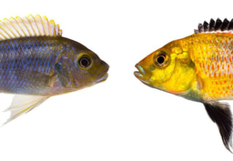 Anchored phylogenomics uncovers early hybridization and adaptive loci shaping radiation of Lake Tanganyika cichlid fishes