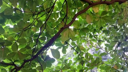 Virtual campaign against the illegal trade in African pangolins.