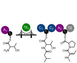 Bridging Biosynthetic and Collaborative Boundaries