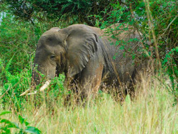 Insights into mitigating Human-Elephant Conflicts