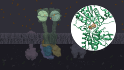 A day in the life of… a molecular animator