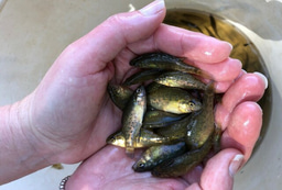 A tale of two fishes: how standing genetic diversity influences species responses to environmental change