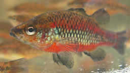 From stable past to uncertain future: how climatic stability shapes a biodiversity hotspot