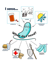 A Bacterial Tale of Two Cities