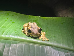 Leadership in Action, Costa Rica: Aug – Sept 2023