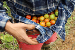 LiA Peace and Social Resilience - week 5