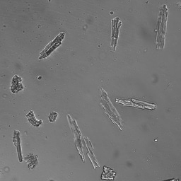 Fishing For Protein - An End of Research Blog