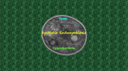 Artificial endosymbiosis: Reconstituting a two-billion-year-old marriage of cells