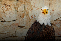 First of Four: Trump on Health in 2025